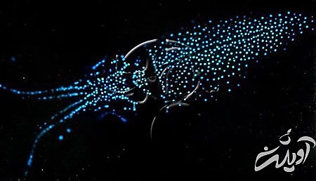 خلیج تویوما خلیج تویوما,بهترین زمان سفر به خلیج تویوما,سواحل شب تاب